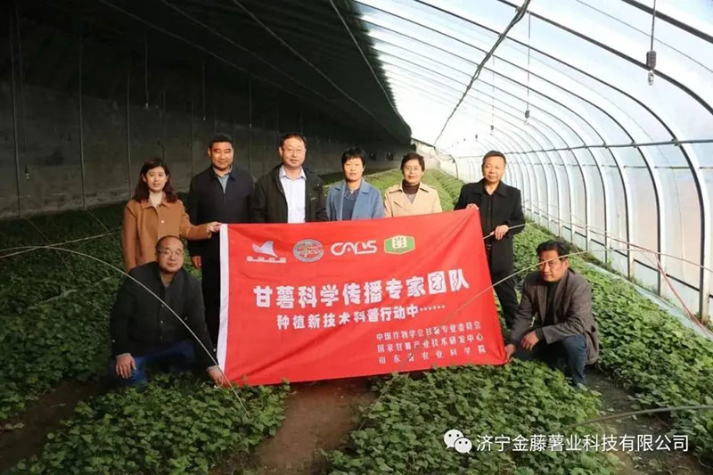 3月15日山東省農業(yè)科學(xué)院副院長(cháng)張立明院長(cháng)，濟寧市農科院國家甘薯體系專(zhuān)家黃成星主任到金藤公司指導生產(chǎn)