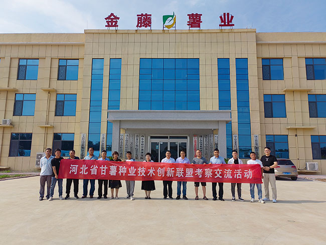 河北省甘薯種業(yè)來(lái)基地考察交流
