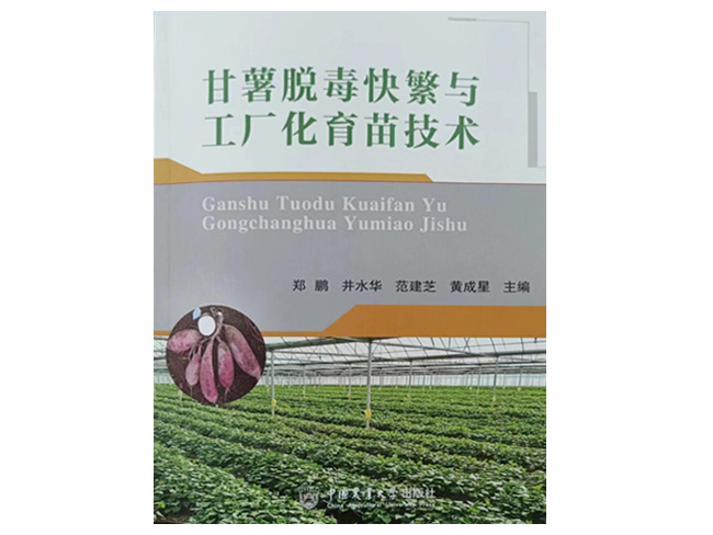 甘薯脫毒快繁與工廠(chǎng)化育苗技術(shù)
